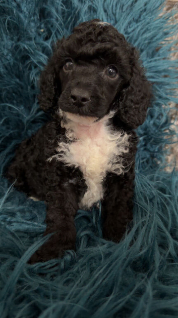 Black and white toy poodle