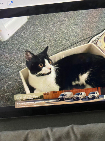 Urgent new home needed for my cat