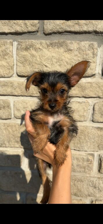 5 Yorkshire terrier puppies for sale*one boy left*