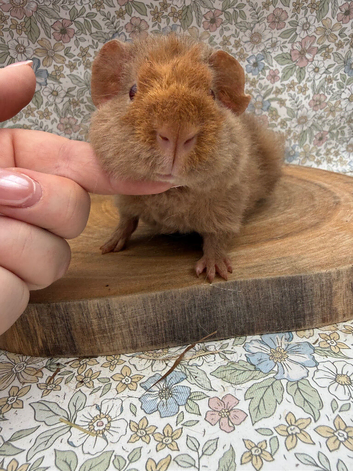 Pure bred teddy pig
