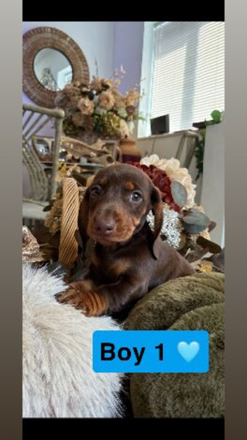 Duchund puppies