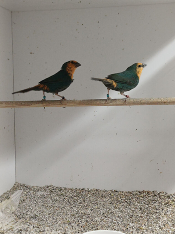 DNA pair sea green parrot finches for sale