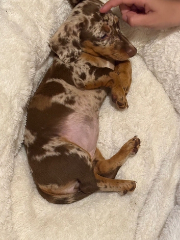 KC REG 12 week old dapple miniature dachshund