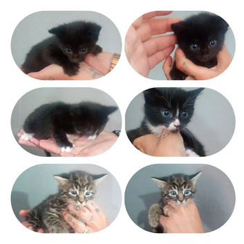 Kittens for sale