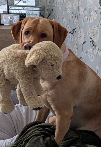 Labrador pups