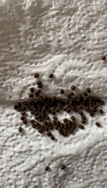 Indian stick insect eggs