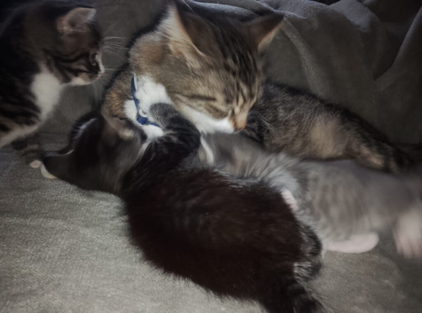 Six kittens