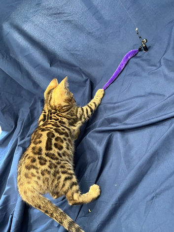 Full pedigree brown rosette bengal kitten ready now