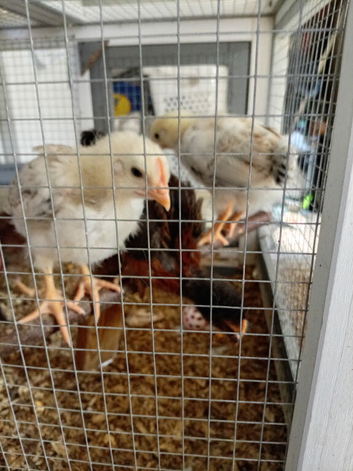 3week old cocks