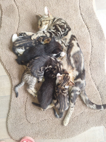 Kittens