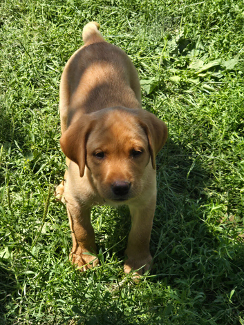 Beautiful litter of puppies Ready to go now
