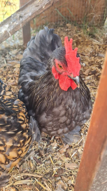 Pekin cockerel