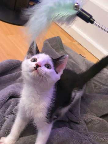 2 kittens ready for new home