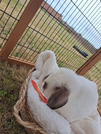 Four month mini lop buck