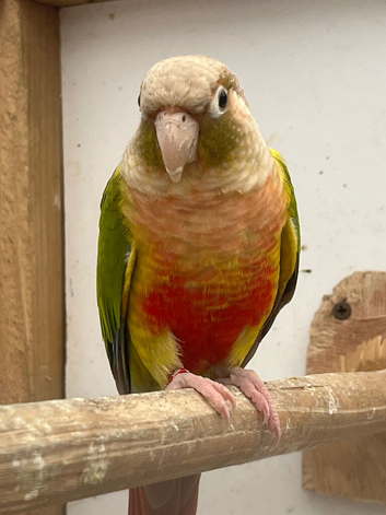 Conure