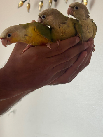 Silly tamed and super friendly 10 weeks old conures