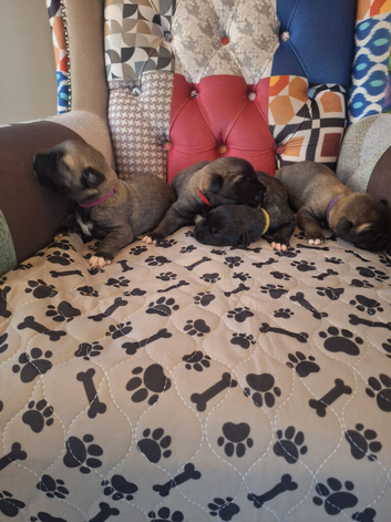 Irish Wolfhound pups