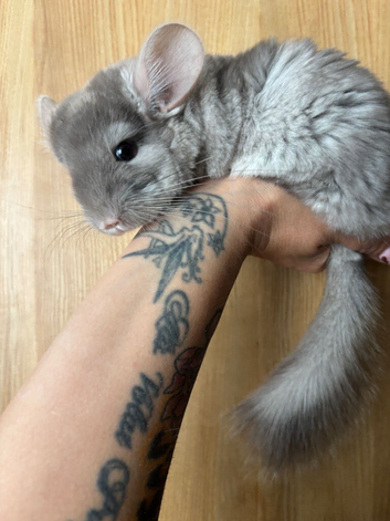 Tan velvet female kit and beige males