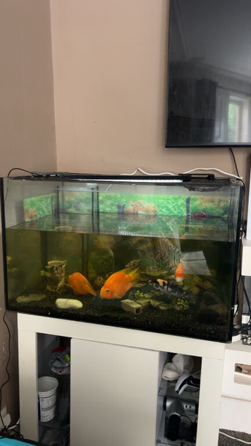 Full aquarium set for sale