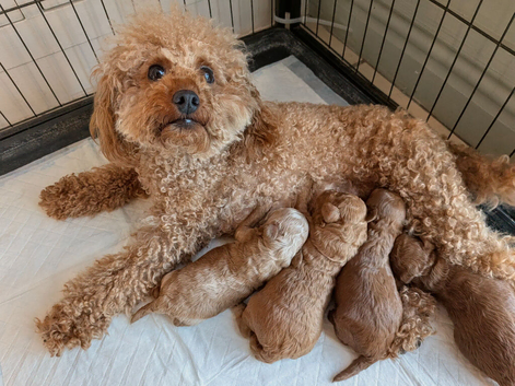Beautiful Toy Poodle Puppies - Red & Apricot