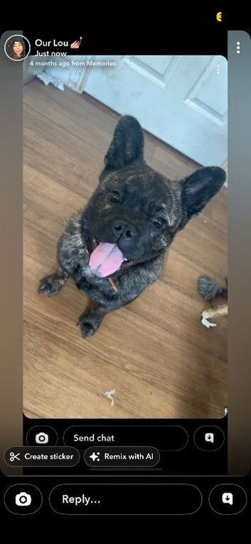 Chow chow x frenchie