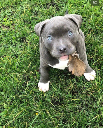 pocket bully studs