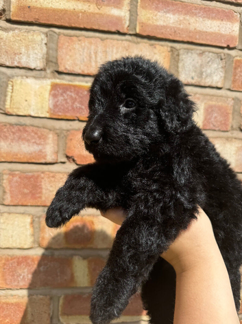 F1 Labradoodles
