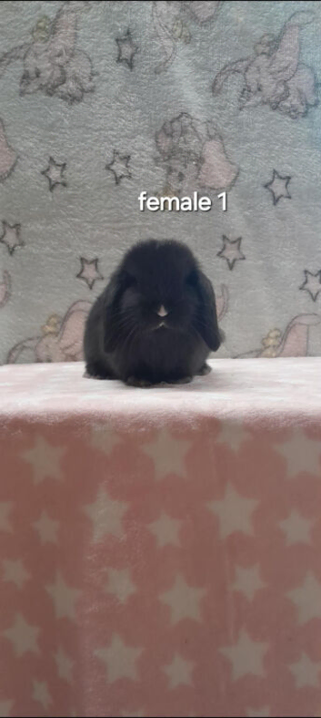 Gorgeous mini lop rabbits ready now