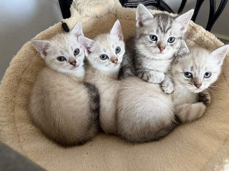 1 female 1 male left looking for there forever homes