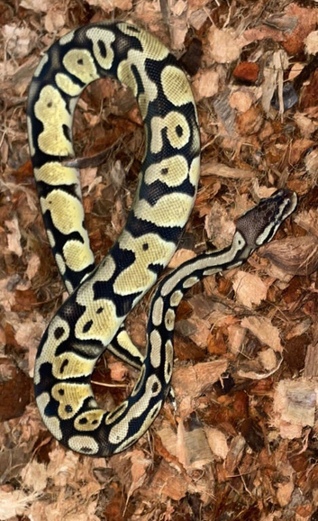Ball pythons