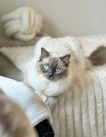 BLUE POINT RAGDOLL KITTENS!!