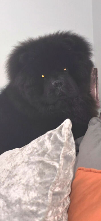 9 month old chow