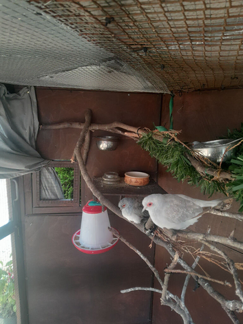 Diamond doves