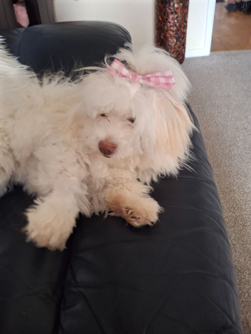 Bichon Maltese