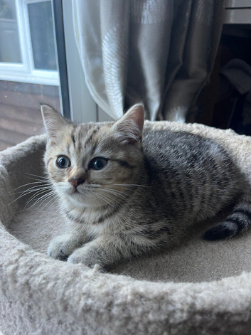 British shorthair male kitten