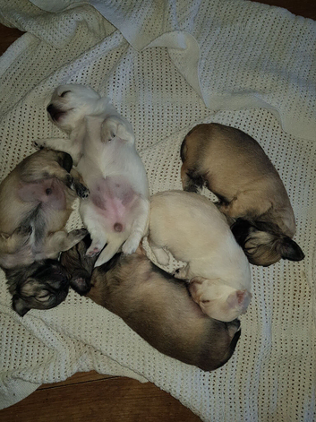 Chihuahua puppies