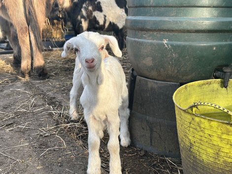 Baby&rsquo;s 10 weeks old goats boy in tacked and little girl goats for sale mum is toganburge