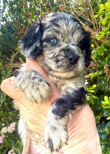 Cottage Cavapoo puppies 5* Council reg&rsquo;d