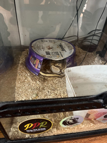 Pythons Male and female