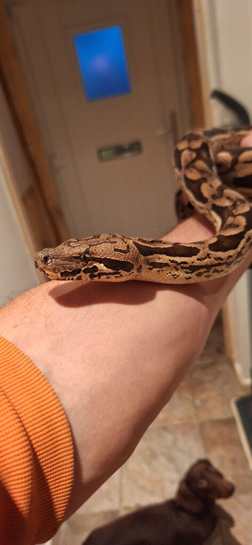 Adult pair dumerils boas