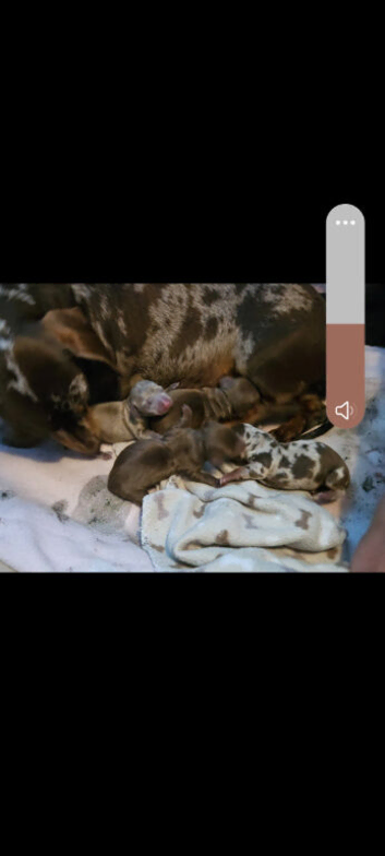 Miniature Dachshund puppy's for sale