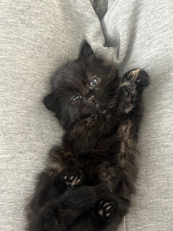 4 mixbreed kittens Ready to go open for negotiation