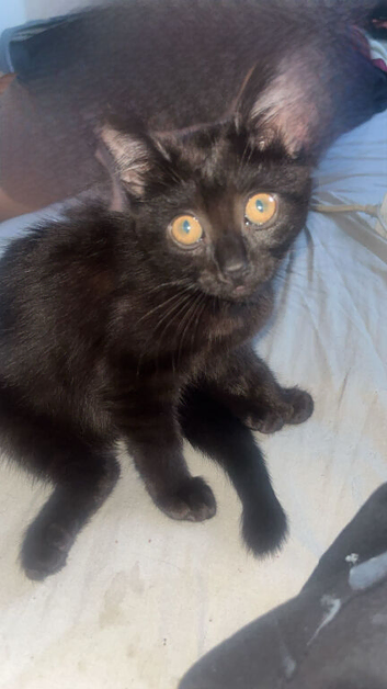 Kittens