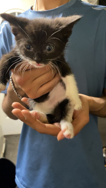 Kitties for sale