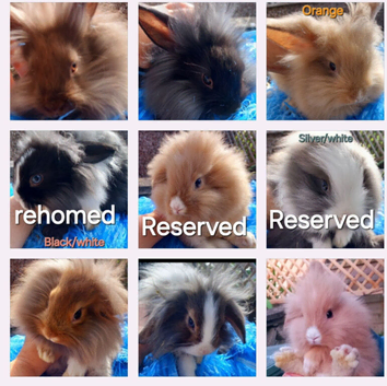 *READY NOW*FEMALE & MALE DOUBLE MANED LIONHEAD x CASHMERE MINILOPS