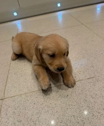 STUNNING GOLDEN RETRIEVER PUPPIES READY FOR LOVING HOMES