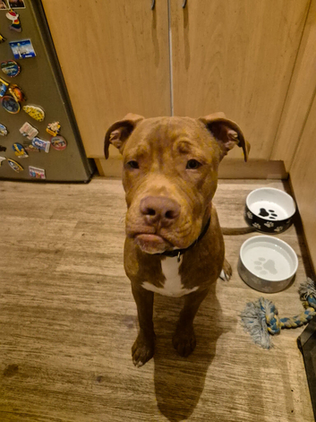 Staffy cross for sale