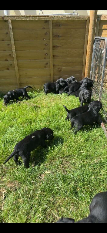 Springador pups available 27th July
