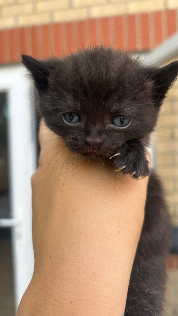 Stunning BSH KITTENS X