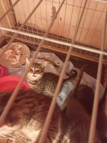 Grey tabby kittens